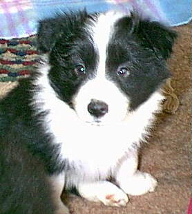 Puppies rule at Dreamworks!